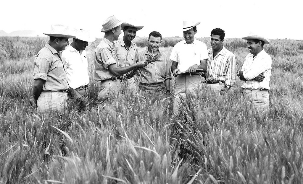 Dr. Norman trains how to increase wheat yields
